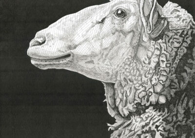 Sheep
