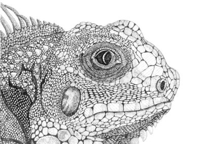 Iguana 2014