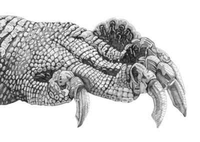 Komodo Dragon foot 2017
