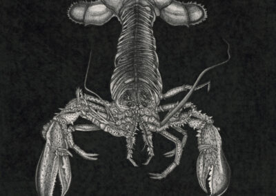 Lobster