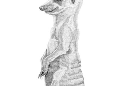 Meerkat 2016