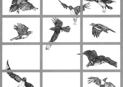 Murder of crows 2013