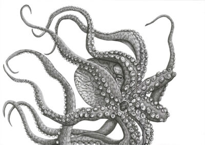 Octopus