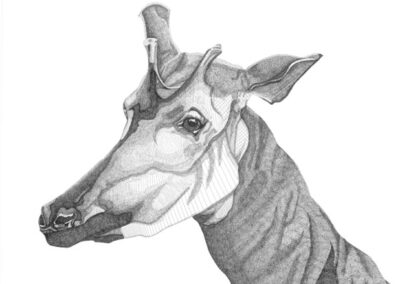 Okapi 2016