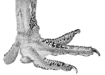 Ostric foot 2016