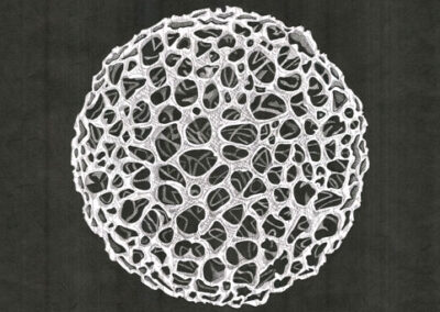 Radiolaria