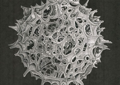 Radiolaria