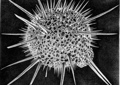 Radiolaria