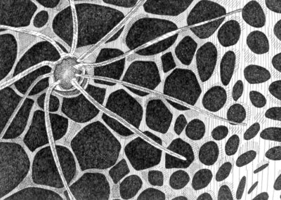 Radiolaria