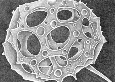 Radiolaria