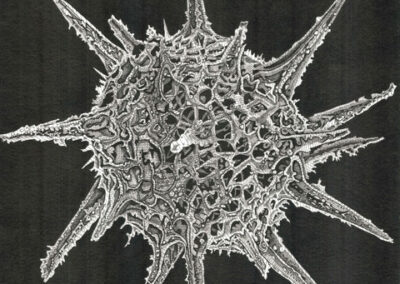 Radiolaria