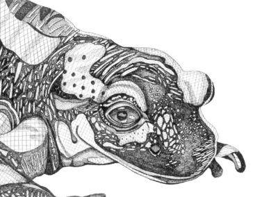 Salamander 2014