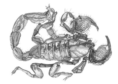 Scorpion 2011