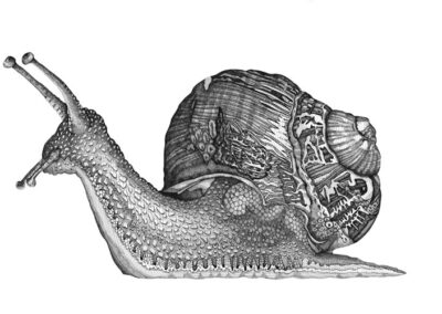 Snail