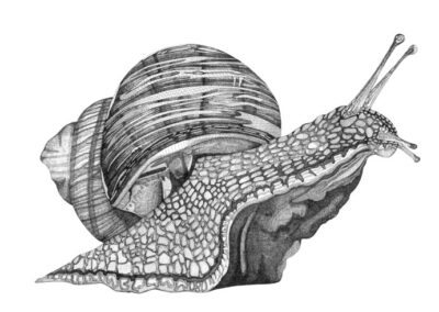 Snail 2016