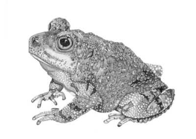 Toad 2016