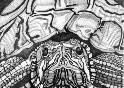 Turtle 2015