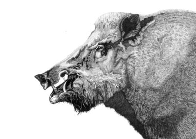 Wild Boar 2016