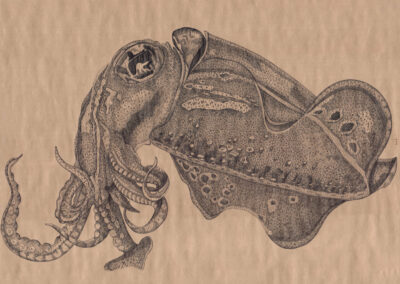 Cuttlefish