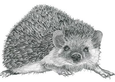 Hedgehog