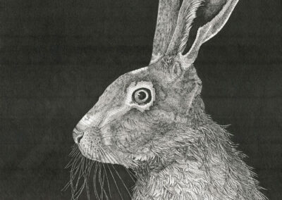 Hare